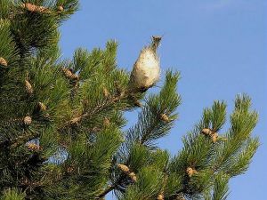 En haut Nids de chenilles processionnaires. © INRA