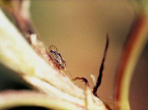 Adulte d’été sur une jeune pousse de poirier © INRA