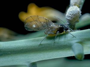 Forme ailée et larve aptère. © INRA