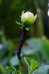 Pucerons noirs sur dahlias. © L. Derail