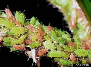 Infestation de pucerons du rosier. © Gyorgy Csoka, Hungary Forest Research Institute, Bugwood.org