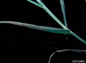 Puccinia cynodontis sur Cynodon dactylon. © Gerald Holmes, Valent USA Corporation, Bugwood.org