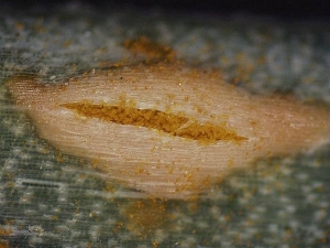 Grossissement d'un urédosore de <i>Puccinia alli</i> sur feuille de poireau (x60). © INRA
