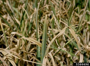  Culture d’ail fortement affectée par la rouille, de nombreuses feuilles sont maintenant plus ou moins desséchées. © Howard F. Schwartz, Colorado State University, Bugwood.org