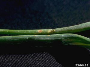 Symptômes sur <i> Allium cepa</i>. © Howard F. Schwartz, Colorado State University, Bugwood.org