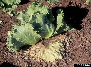 Premiers symptômes à la base du plant, où les feuilles les plus basses sont en contact avec le sol. © Gerald Holmes, Valent USA Corporation, Bugwood. org