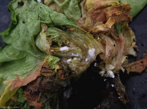 Du mycélium blanc cotonneux commence à couvrir les tissus altérés. (Sclérotiniose)