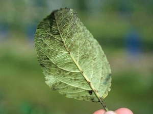 Aspect des taches de tavelure visibles à la face inférieure d'une feuille de pommier. © INRA