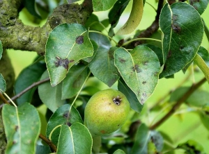 Symptômes de tavelure sur feuillage de poirier. Les feuilles et les fruits sont tachés. © Jérôme Jullien, Ministère de l’agriculture, DGAL/SDQPV