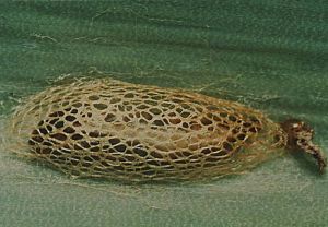 Cocon de nymphose. La chrysalide est visible à travers la résille de soie ; l’exuvie larvaire, rejetée hors du cocon, reste adhérente. © Coutin R. / OPIE, Hyppz
