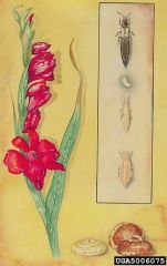 Thrips simplex et glaïeul. © Art Cushman, USDA ; Property of the Smithsonian Institution, Department of Entomology, Bugwood.org