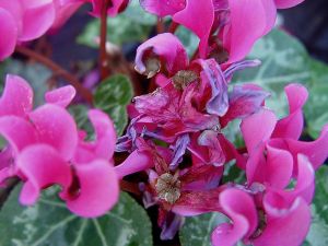 Symptômes sur fleurs de cyclamen. © F. Marque / UPJ