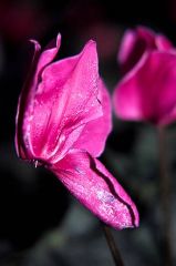 Thrips <i>Frankliniella occidentalis</i> sur cyclamen rose clair. © Jérôme Jullien, Ministère de l’agriculture DGAL/ SDQPV