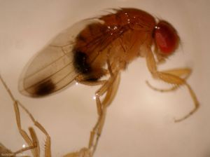 drosophila-suzukii