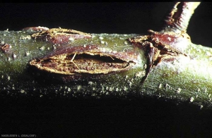 Dégâts causés par la grêle sur hêtre (© LM Nageleisen)