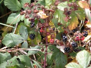 rubus5