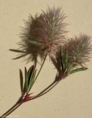trifolium-arvense4