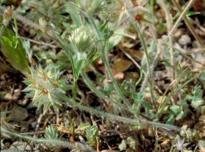trifolium-stellatum2