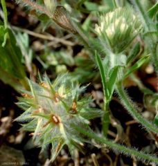 trifolium-stellatum3