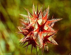 trifolium-stellatum4