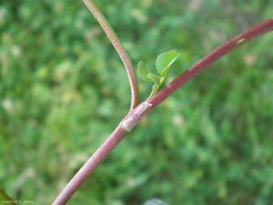 trifolium-repens6