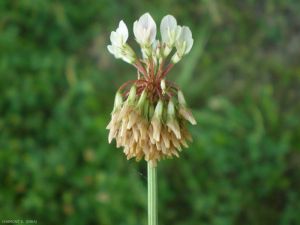 trifolium-repens7
