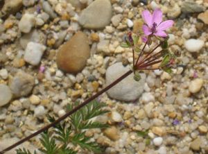 erodium-ciconium4