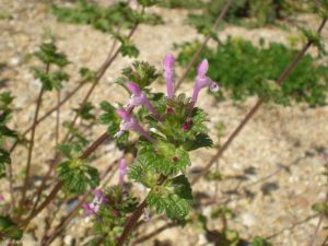 lamium-amplexicaule9