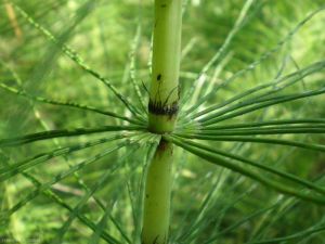 equisetum-telmateia6