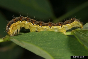 Heliothis_armigera