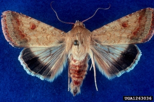 Heliothis_armigera1