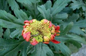 Larve âgée d’<i>H. armigera </i>sur fleur de chrysanthème A Source : GIE Fleurs et Plantes du Sud-Ouest.