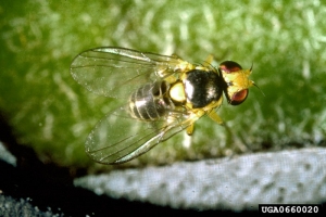 Adulte de <i>Liriomyza trifolii </i> Source : Central Science Science Laboratory, Harpenden Archive, British Crown  www.forestryimages.org