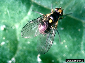 Adulte de <i>Liriomyza huidobrensis </i>A Source : Central Laboratory, Harpenden Archive, British Crown  www.forestryimages.org 