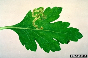 Mine de <i>L. trifolii</i> sur feuille de chrysanthème - Source : Central Science Laboratory, Harpenden Archive, British Crown, www.forestryimages.org