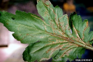 Mine de <i>L.huidobrensis</i> sur feuille de chrysanthème A Source : Plant Protection Service Archive, Plant Protection Service, www.forestryimages.org