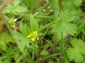 Ranunculus-parviflorus4