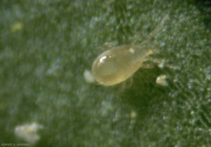 Amblyseius cucumeris2