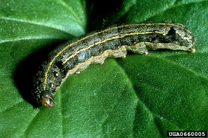 Chenille de <i>Spodoptera littoralis</i> présentant les bandes claires et les taches caractéristiques de l’espèce - Source : Biologische Bundesanstalt für Land und Forstwirtschaft archive, www.forestryimages.org