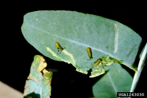 Larves de <i>G. scutellatus</i> et dégâts provoqués - Source : J. Pedro Mansilla Vazquez, Servicio Agrario, Pontevedra, www.forestryimages.org