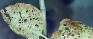 Dégâts causés par <i>Popillia japonica</i> sur feuilles de <i>Malus domestica</i> - Source : Clemson University - USDA Cooperative,Extension Slide Series. 