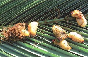 Larve de charançon rouge du palmier - Source : F. Bertaux, SRAL Nice