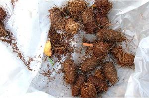 Cocons de charançon rouge du palmier - Source : F. Bertaux, SRAL Nice