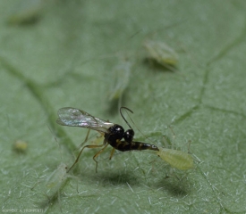 Cette femelle d'<i><b>Aphidius ervi</b></i> est en position pour parasiter un puceron.