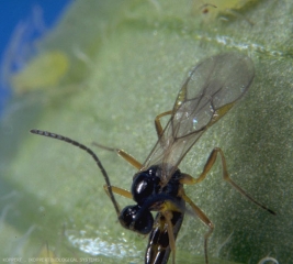 Femelle du parasitoïde de pucerons <i><b>Aphidius ervi</b></i> en position de ponte.