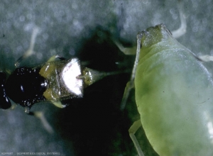 Detail d'une femelle d'<i><b>Aphelinus abdominalis</b></i> piquant un puceron.