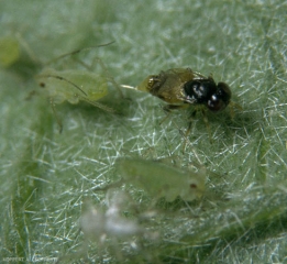 Aphelinus_abdominalis5