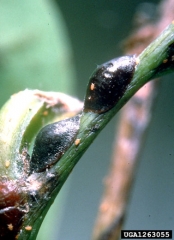 Adultes de <i>Parasaissetia nigra</i> - Source : Central Science Laboratory, Harpenden Archive, British Crown, www. bugwood.org