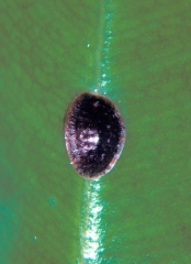 Adulte de <i>Parasaissetia nigra</i> sur <i>Ficus benjamina</i> - Source : United States National Collection of Scale Insects Photo-graphs Archive, USDA Agricultural Research Service, www.bugwood.org