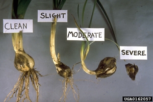 Comparaison de dommages sur iris plus ou moins atteints - Source : Central Science Laboratory, Harpenden Archive, British Crown, www.forestryimages.org N3 A 1